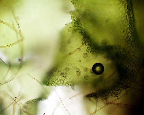 Fern antheridia on a living gametophyte