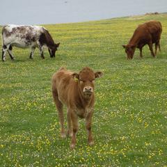 Isle of Iona, cows on machair