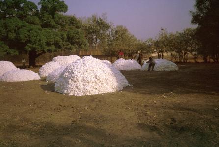 Piles of Cotton Awaiting Transport to the Factory