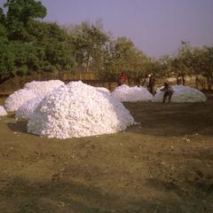 Piles of Cotton Awaiting Transport to the Factory
