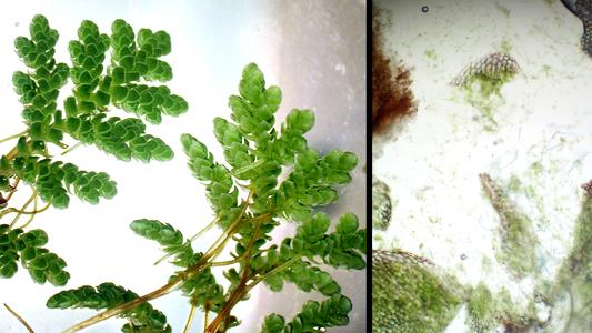 Composite of habit of Azolla, and macerated tissue with filaments of Anabaena