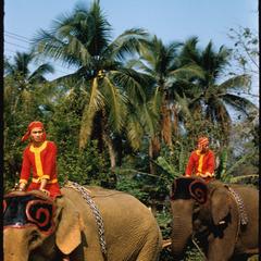 Elephant procession