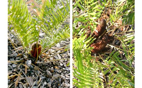 Zamia pumila - male and female plants - St. Augustine, Florida