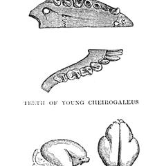 Teeth of Young Cheirogaleus and Brain of Young Cheirogaleus