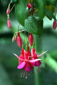Fuchsia -flowers