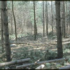 Pines after thinning in Leopold Pines, University of Wisconsin–Madison Arboretum