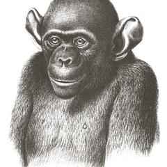 Chimpanzee Head Print