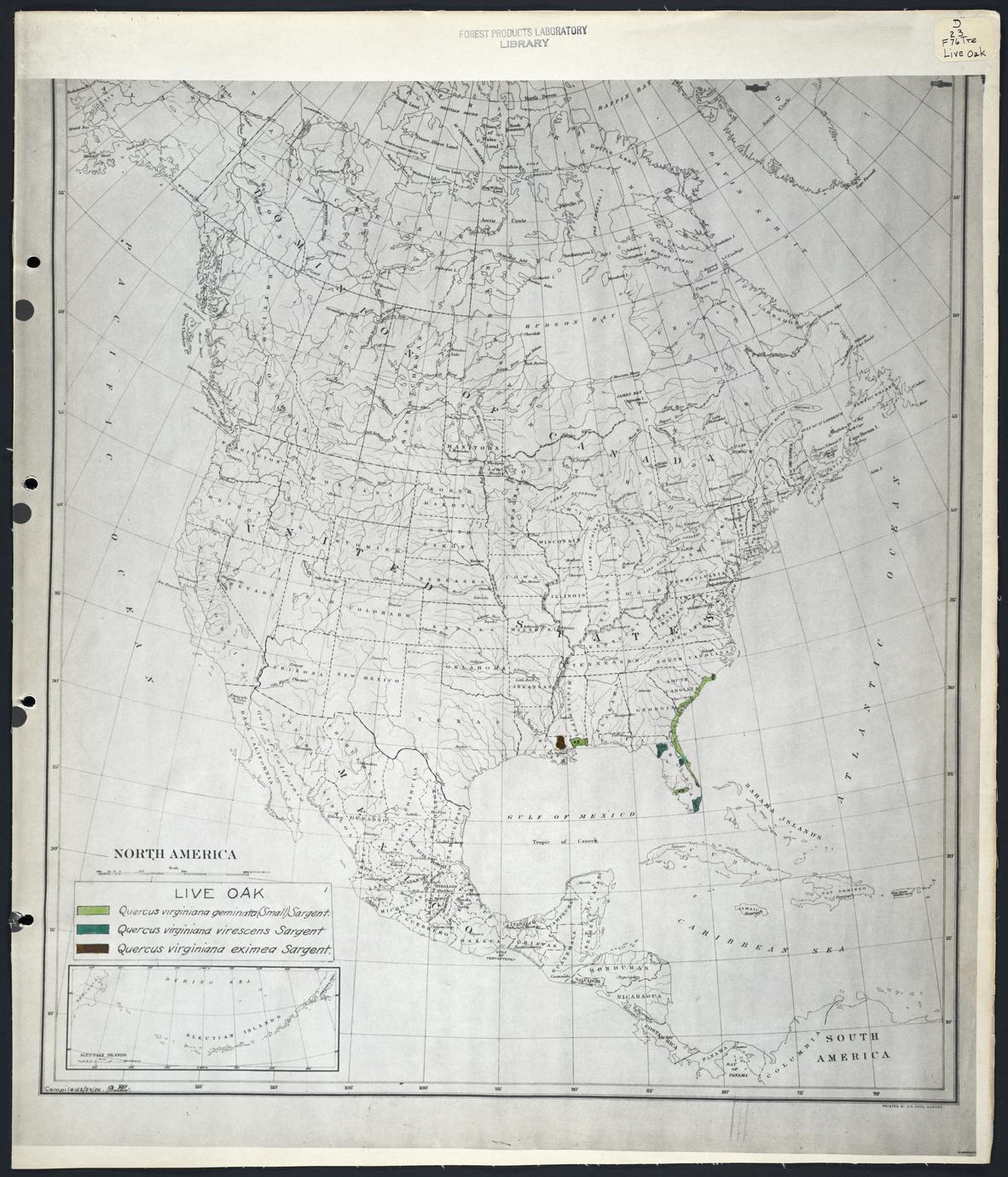 ‎Quercus virginiana geminata (Small) Sargent - live oak, [etc.] - UWDC ...