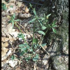 Ranunculus abortivus in Madison School Forest