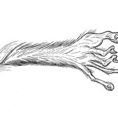 Main postérieure de tarsier