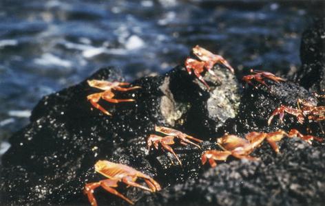 Sally Lightfoot Crabs (Grapsus grapsus)
