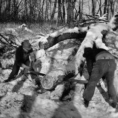 Albert Hochbaum and Aldo Leopold cutting firewood