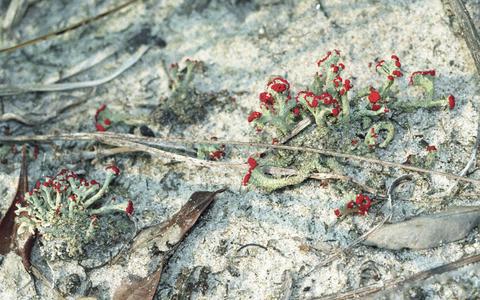 British soldiers lichen