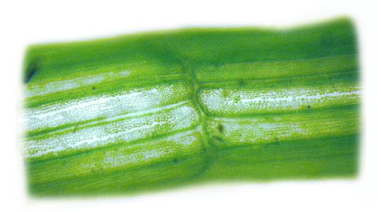 Chara - chloroplasts in corticating cells
