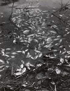 Yahara River fish kill