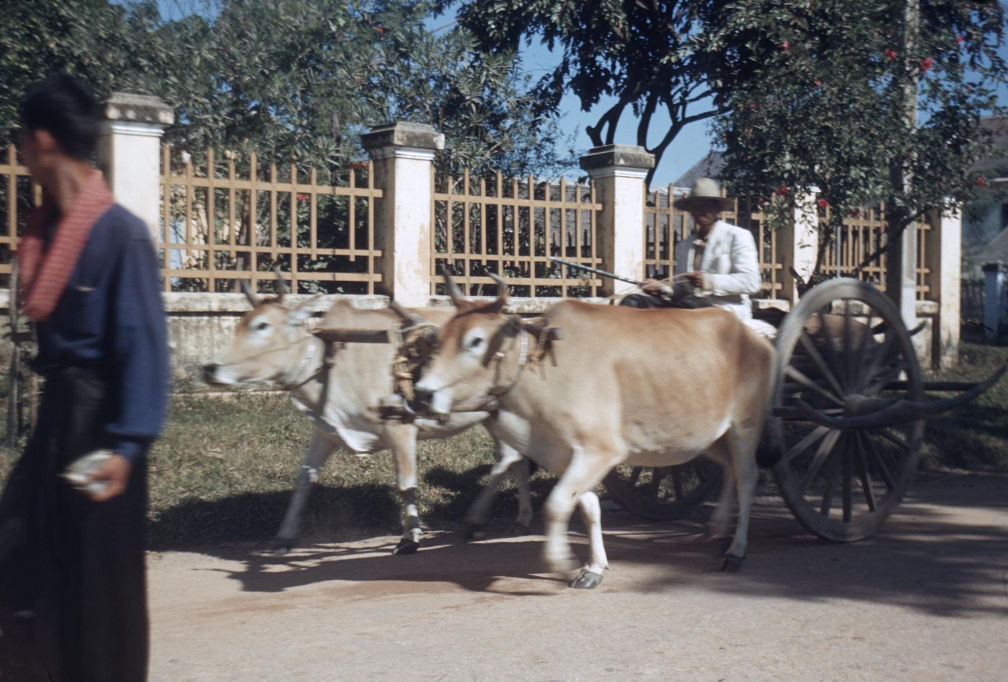 Siem Reap : village and cattle