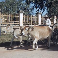 Siem Reap : village and cattle