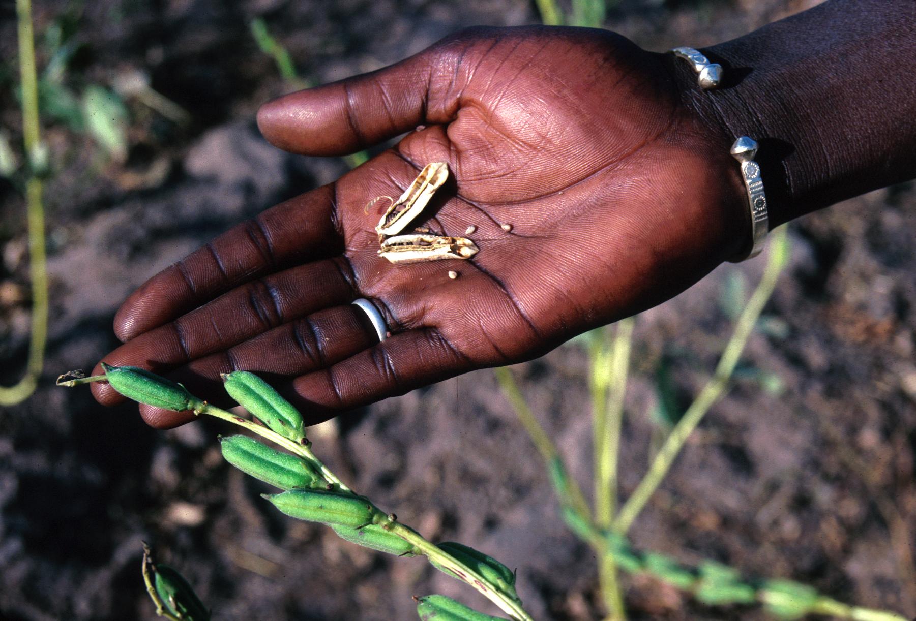 ‎Closeup of Sesame Pods and Seeds UWDC UWMadison Libraries