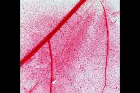 Cleared eudicot leaf showing pattern of veination