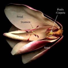 Dissected labeled flower of Magnolia X Soulangiana
