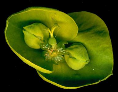 Older branched flowering shoot of Euphorbia esula