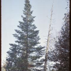 Balsam fir, mature tree outline
