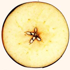 Cross section of an apple