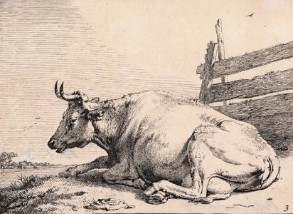 The Cow Lying Down Near a Fence