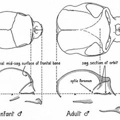 Infant and Adult Male Chimpanzee Skulls Print