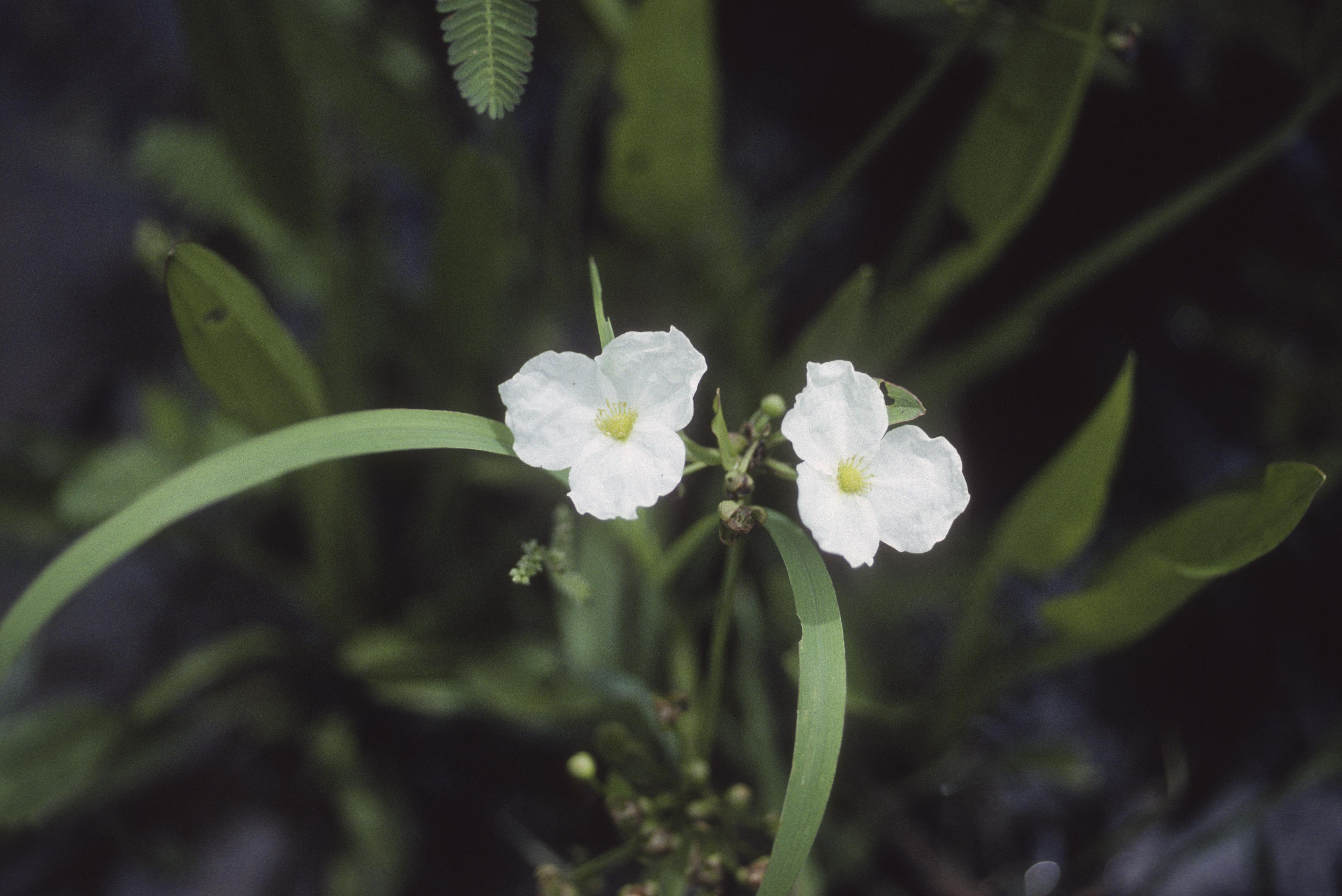 A species of burr-reed, collection number 30865 - UWDC - UW-Madison ...