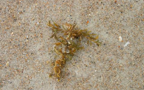 Sargassum - on the strand, Saint Augustine Beach, Florida
