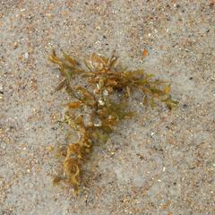Sargassum - on the strand, Saint Augustine Beach, Florida