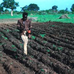 Planting Millet by Hand and Covering Seed with the Foot
