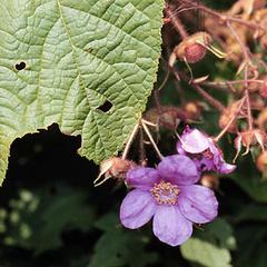 Leaf, fruit, flower of Rubus parviflorus