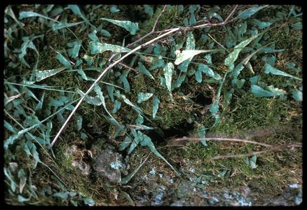 Asplenium rhizophyllum, Wyalusing State Park