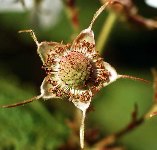 Young fruit of Rubus parviflorus