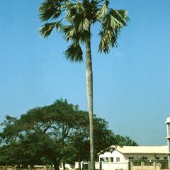 Oil Palm Tree