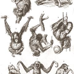 Young Orang-outan and Mature Gibbon