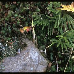 Lycopodium, Polytrichum, lichen, rock
