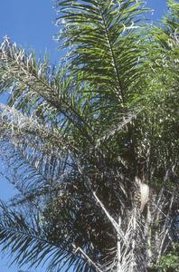 Acrocomia mexicana palm, Jirosto