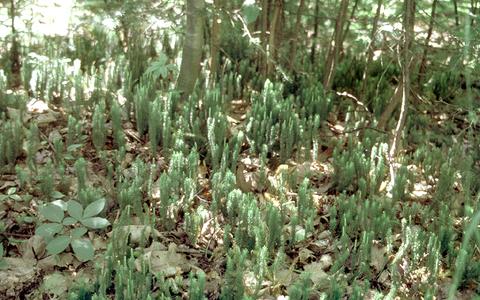 Population of Lycopodium annotinum