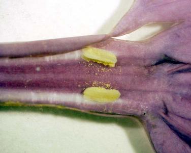 Anthers of Syringa vulgaris