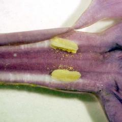 Anthers of Syringa vulgaris