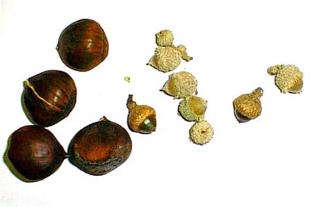 Chestnut and oak nuts