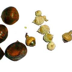 Chestnut and oak nuts
