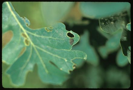 Insect eggs on a white oak leaf