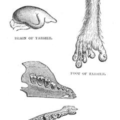 Brain of a Tarsier, Foot of a Tarsier, and Teeth of a Tarsier