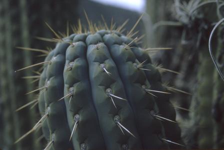 Cereus cactus, Hacienda Casinchihua