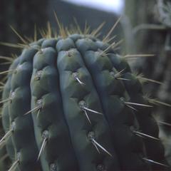 Cereus cactus, Hacienda Casinchihua