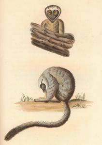 The Douroucouli
